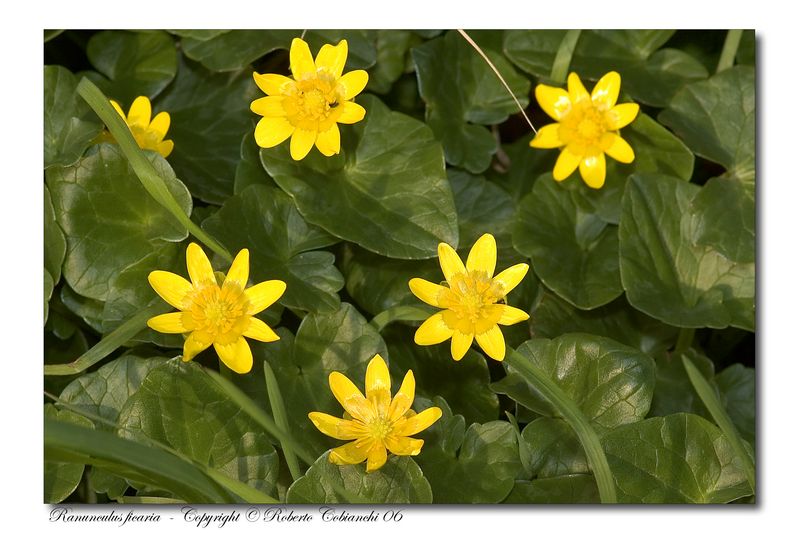 Fiori di primavera